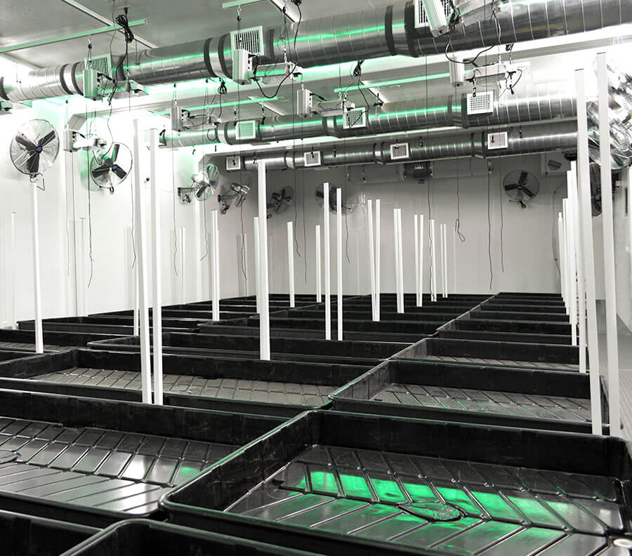 A cultivation facility set up with fans, trays and lighting.