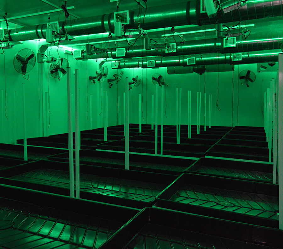 Green lighting included for optimum growing conditions.